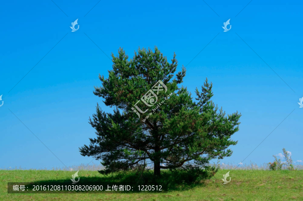 綠野上的Lone松樹(shù)