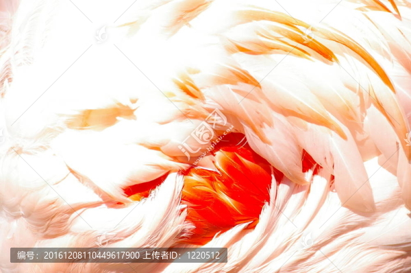 火烈鳥翅膀的細(xì)節(jié)