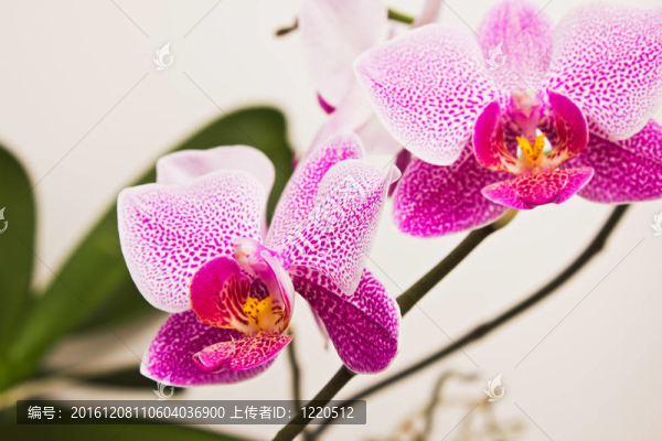 花的蘭花