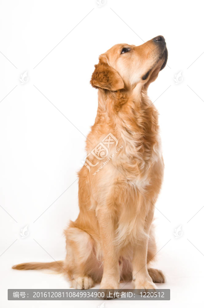金毛獵犬