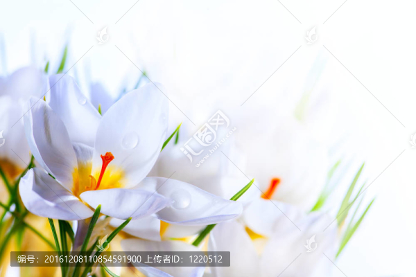 藝術(shù)春天美麗的白色花朵在白色背景