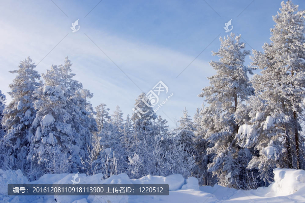 圣誕前夕，一片白雪覆蓋的常青樹和松樹