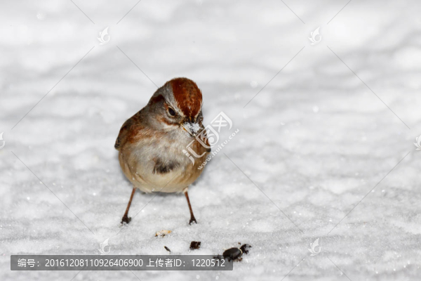 麻雀站在雪地里