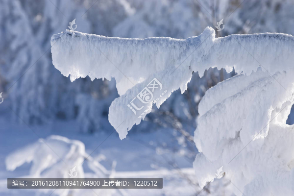 模糊背景下雪覆蓋的樹枝特寫