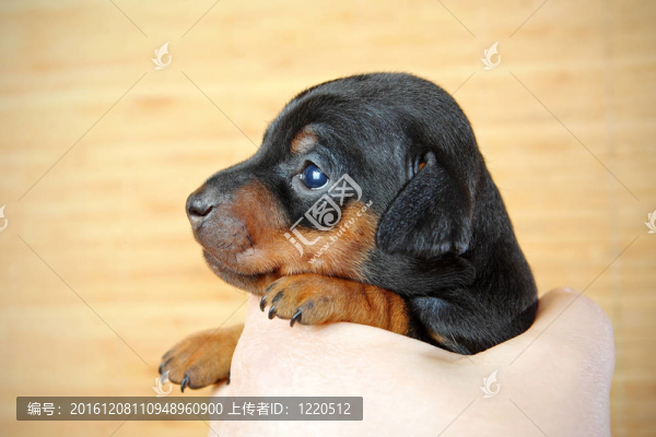 迷你杜賓犬的小狗
