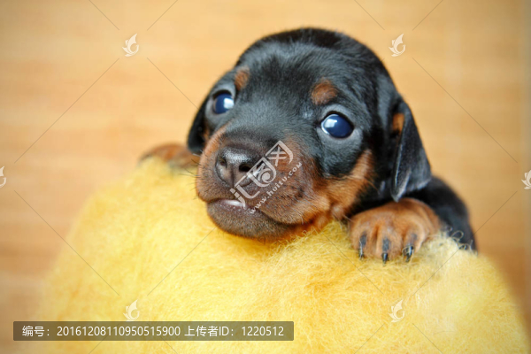 迷你杜賓犬的小狗