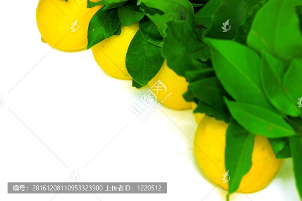 白色背景上多汁的黃色檸檬