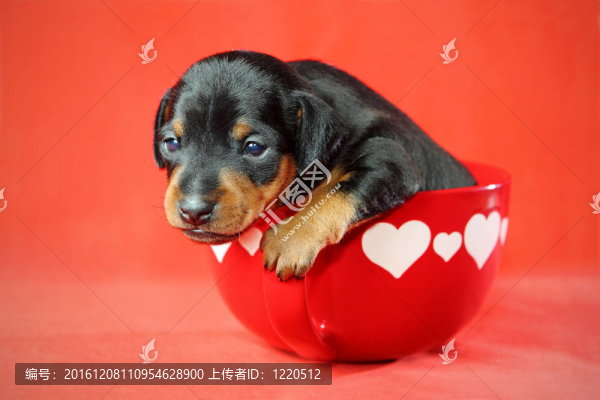 迷你杜賓犬的小狗