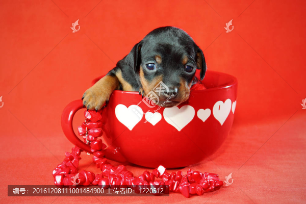 迷你杜賓犬的小狗