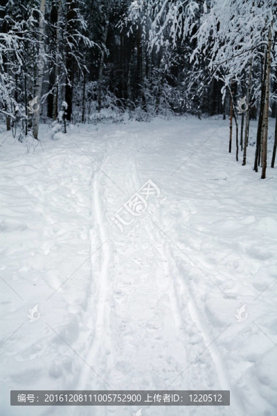冬季森林中的滑雪道