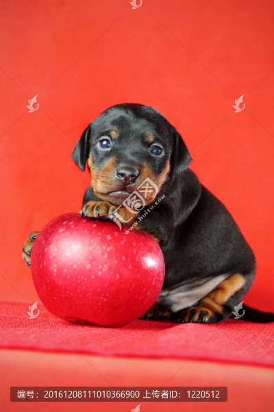 迷你杜賓犬的小狗