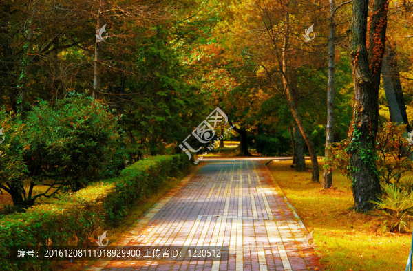 一個(gè)城市花園里的鋪砌車道