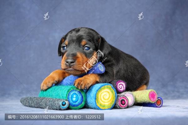 迷你杜賓犬的小狗