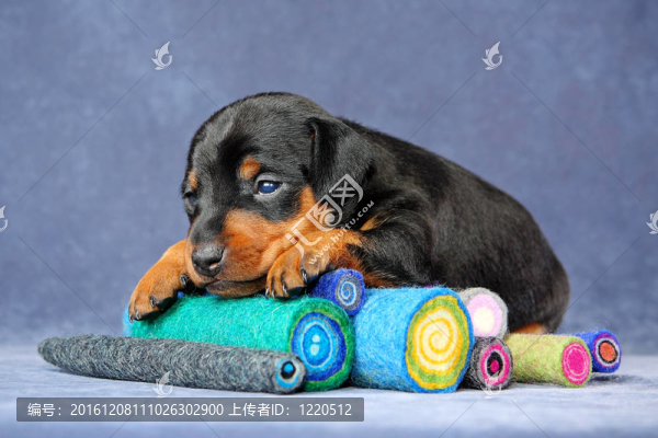 迷你杜賓犬的小狗