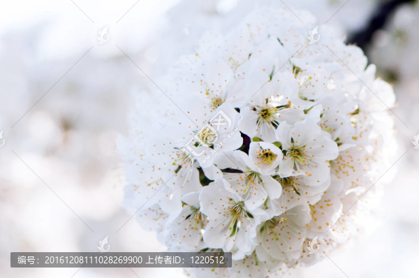 櫻花