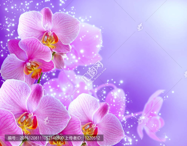 蘭花和星星
