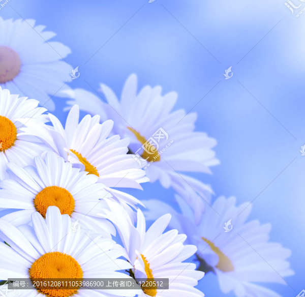 雛菊