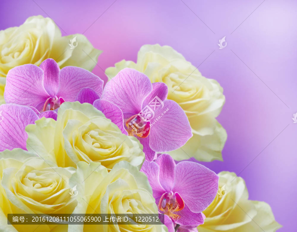 蘭花和玫瑰