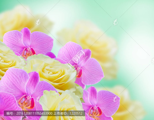 蘭花和玫瑰