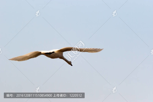鳥