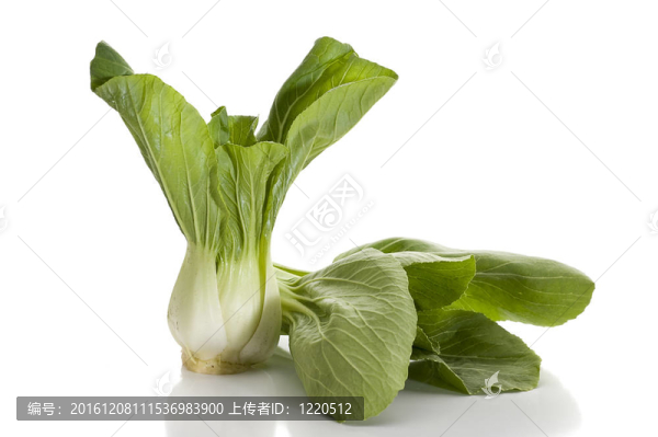 白菜-匯圖網(wǎng) www.fosd68.com 白菜