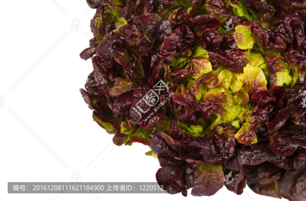 Lollo,rosso,letuce