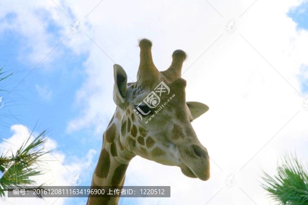 長(zhǎng)頸鹿頭對(duì)著天空