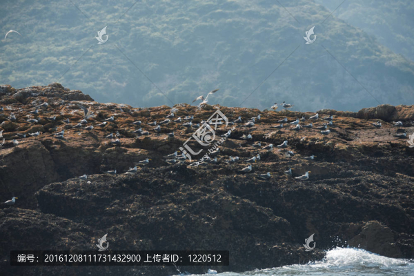 馬祖鳳頭燕鷗交配地面