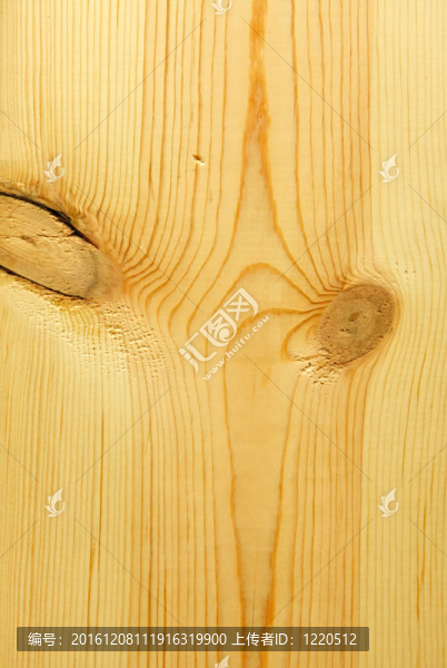 Lambler白樺樹背景細(xì)節(jié)。