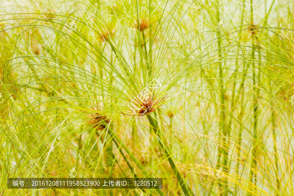 夏季水生植物