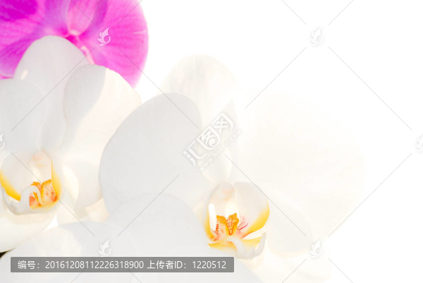 蘭花