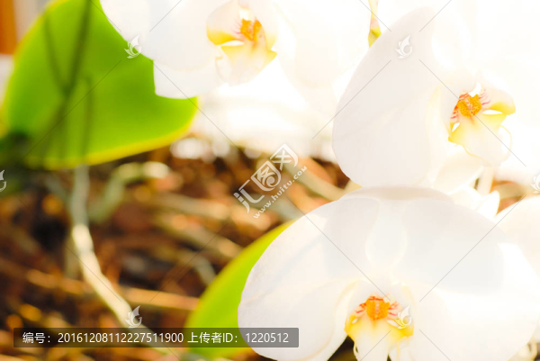 蘭花