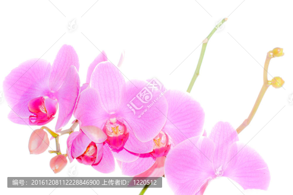 蘭花