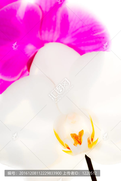 蘭花