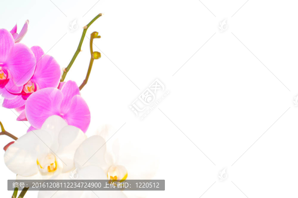 蘭花