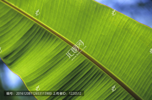 香蕉樹樹葉細節(jié)