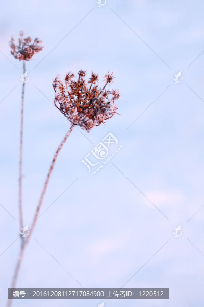蓍草在白霜