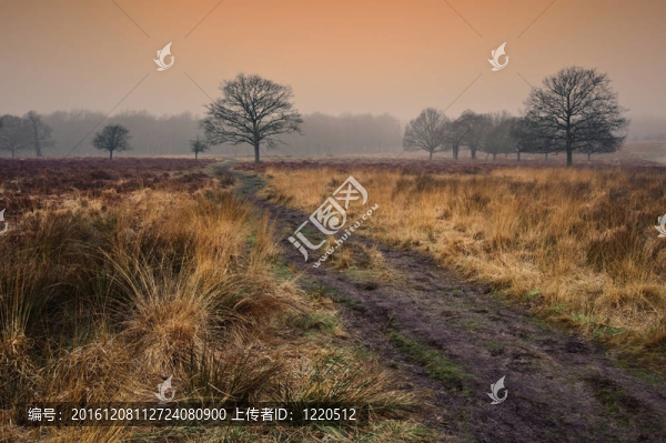 秋冬秋霧森林景觀與林蔭大道