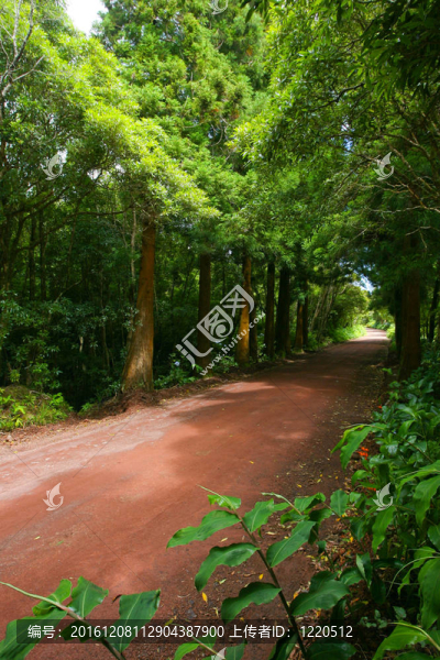 密林中的小路
