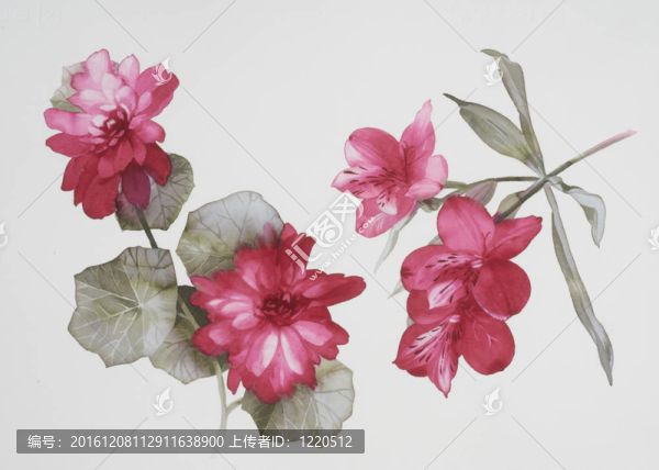 水彩畫中花的色彩闡釋