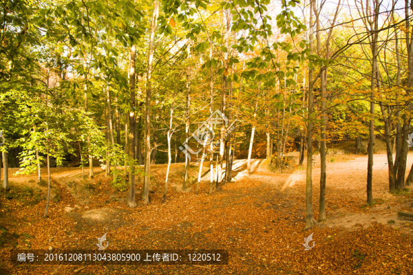 山毛櫸木材