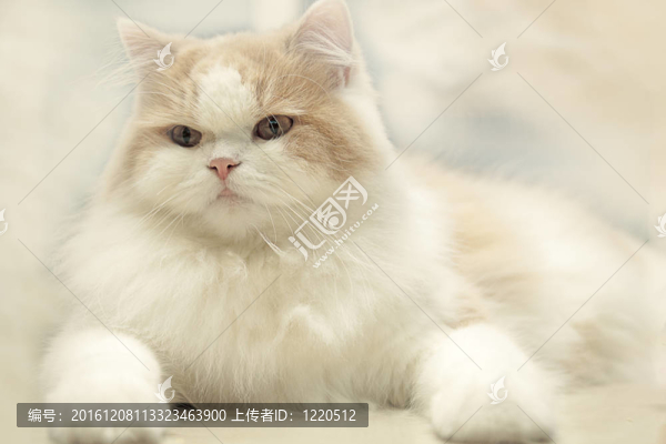 背景或紋理的躺貓