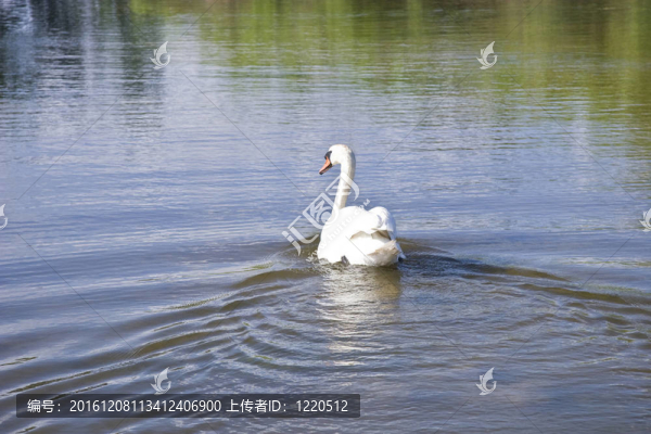 湖上天鵝