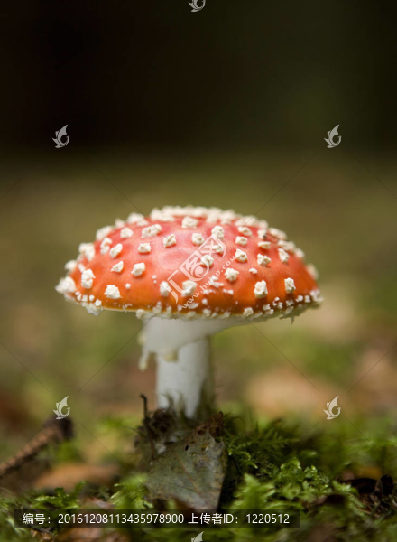 粉木耳