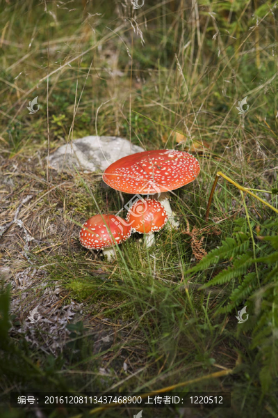 粉木耳