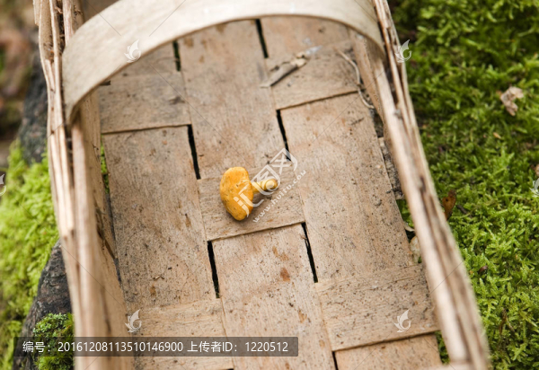 雞油菌