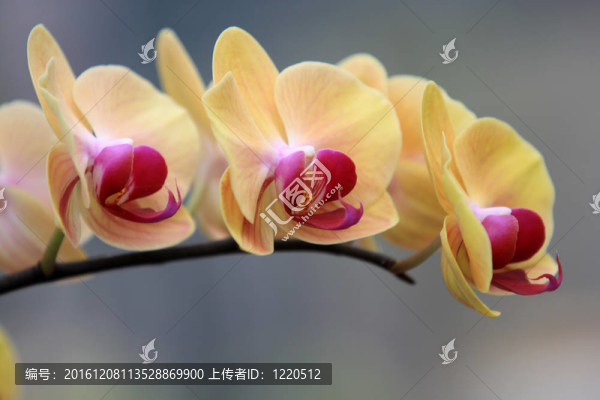 黃色的蘭花
