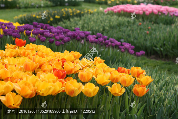 郁金香