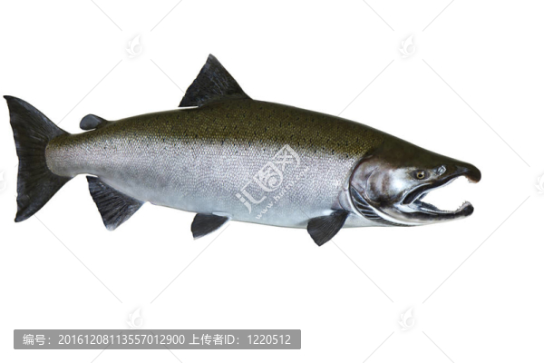 太平洋野生鮭魚