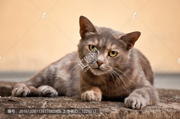 流浪貓